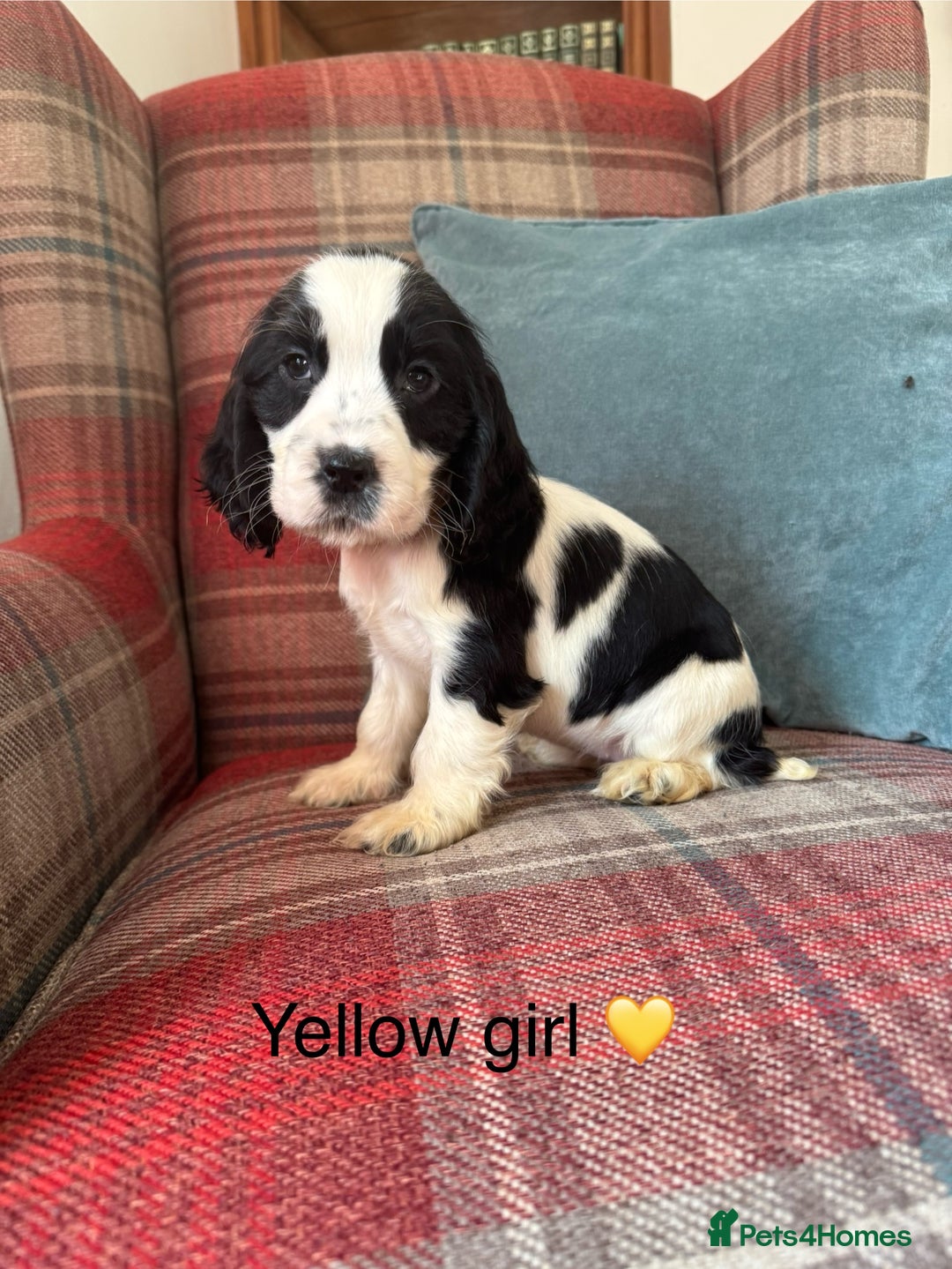 Cocker Spaniel dogs for sale: KC registered, health tested, show type puppies  - Image 1