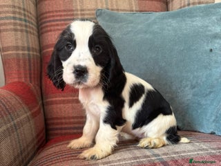 Cocker Spaniel dogs - Advert 18