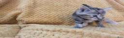 Mixed Breed cats for sale: Beautiful orange, grey and tabby kittens  - Advert 9
