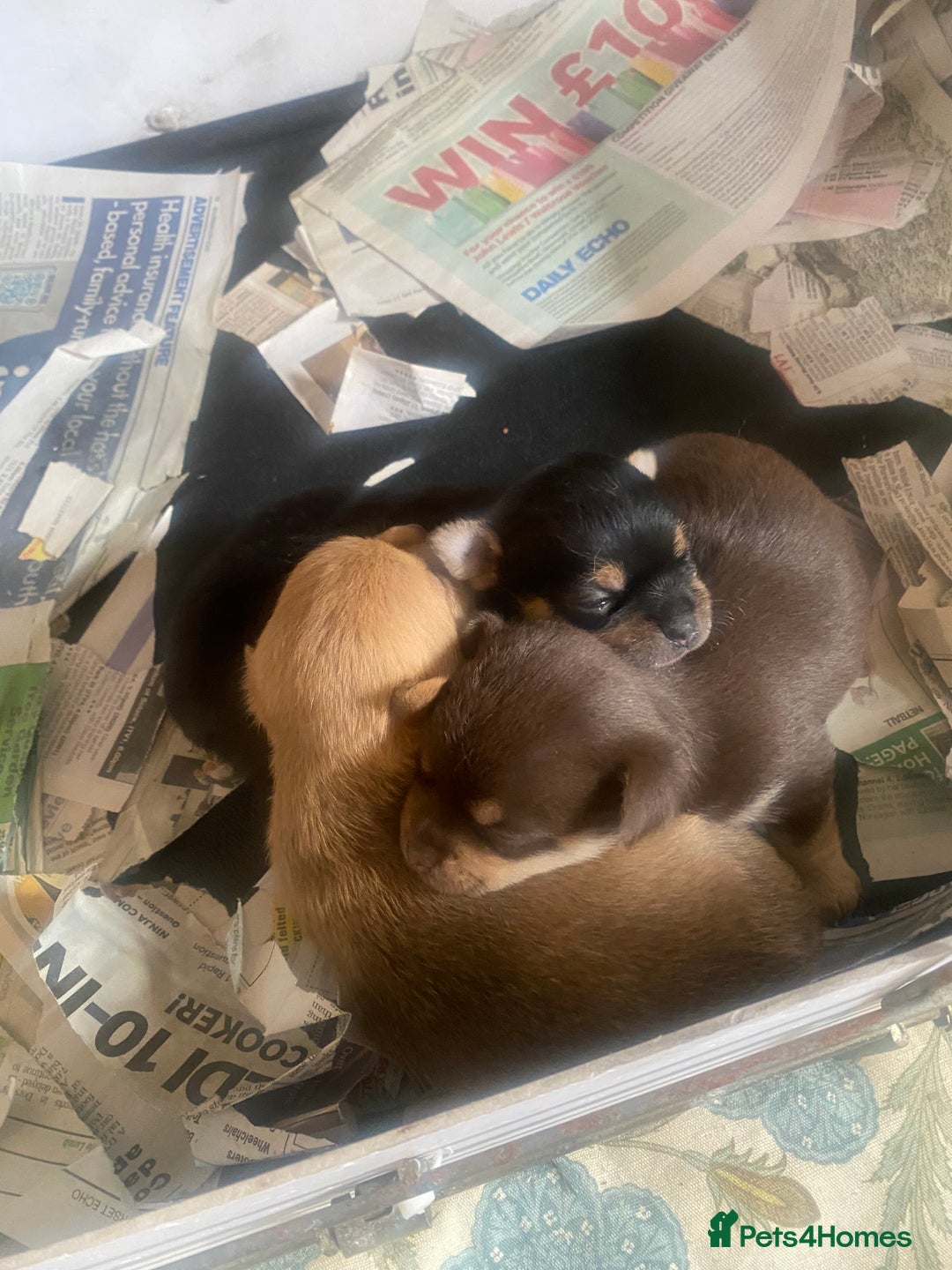 Chorkie dogs for sale: Chorkies Chihuahua/ Yorkshire terrier cross   - Advert 3