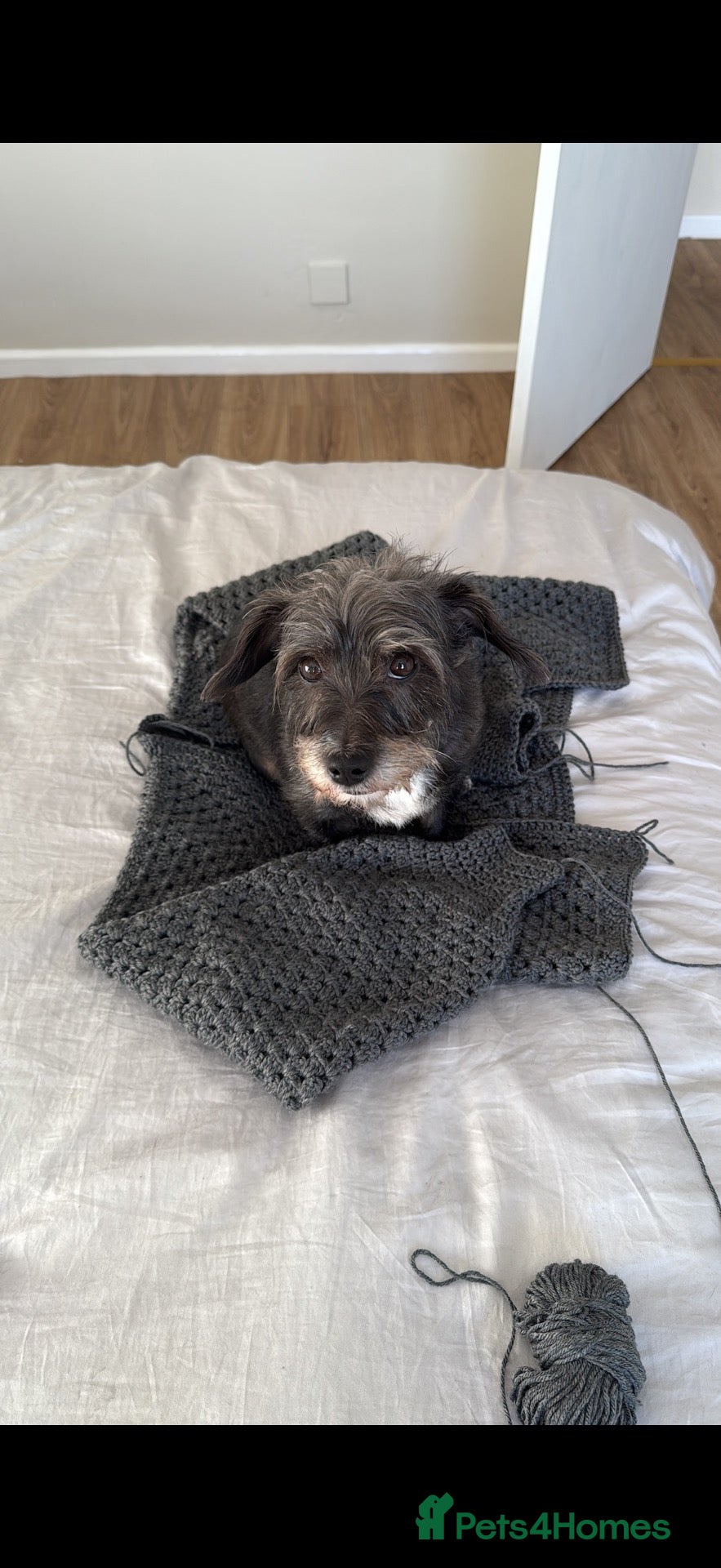Mixed Breed dogs Nellie  - Advert 1