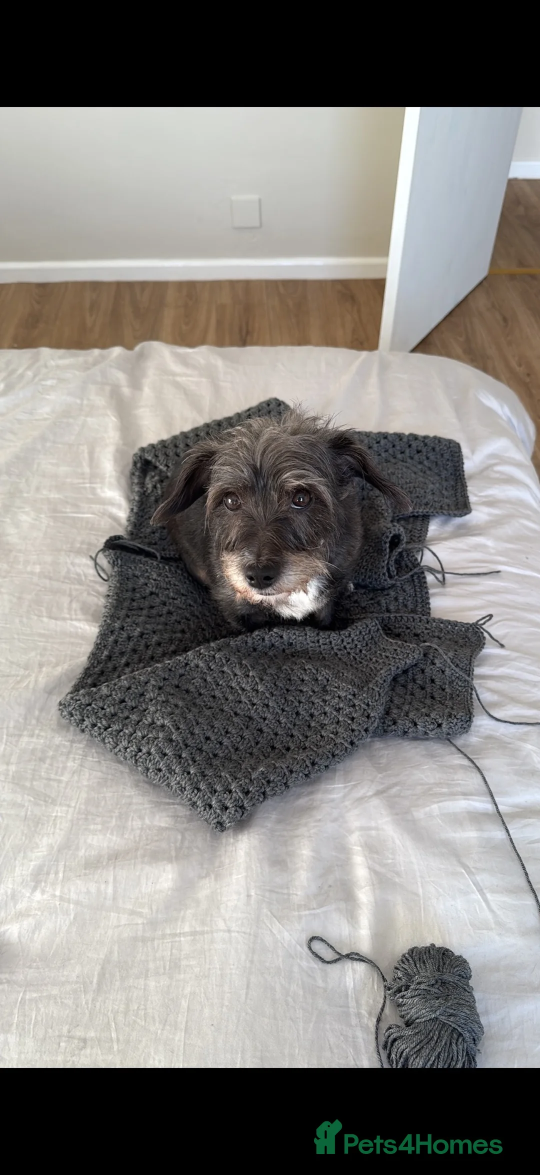 Mixed Breed dogs for sale: Nellie  - Advert 1