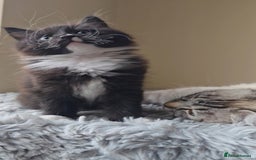 Ragdoll cats for sale: *READY NOW* RAGDOLL CROSS LONG-HAIRED - Image 12