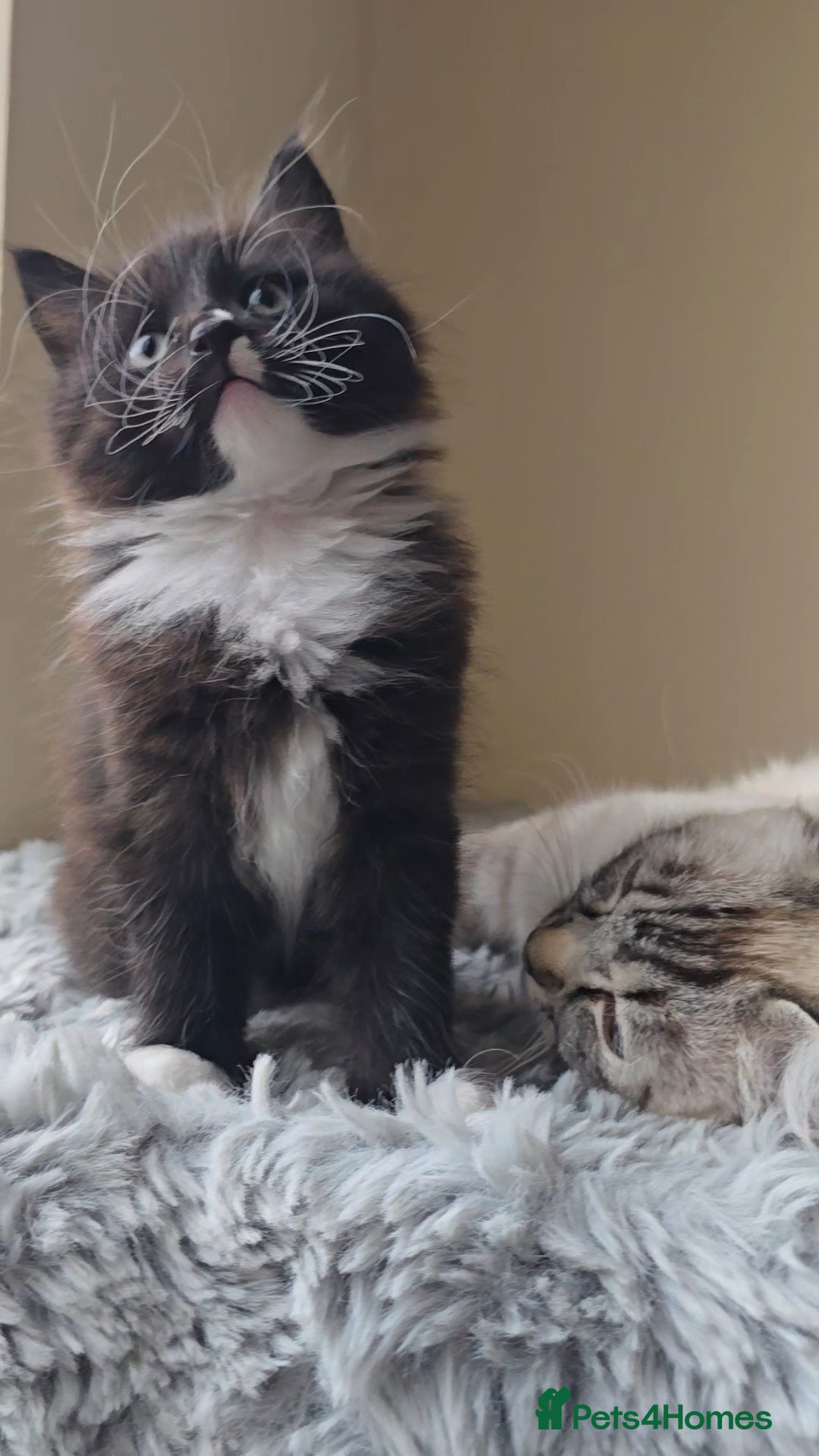 Ragdoll cats for sale: *READY NOW* RAGDOLL CROSS LONG-HAIRED - Image 12