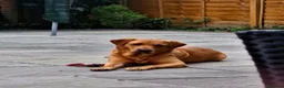 Labrador Retriever dogs for sale: KC REGISTERED FOX RED LABRADOR PUPPIES  - Advert 3