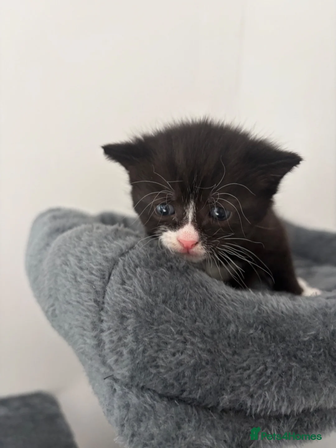 Mixed Breed cats for sale: Kittens  - Advert 8