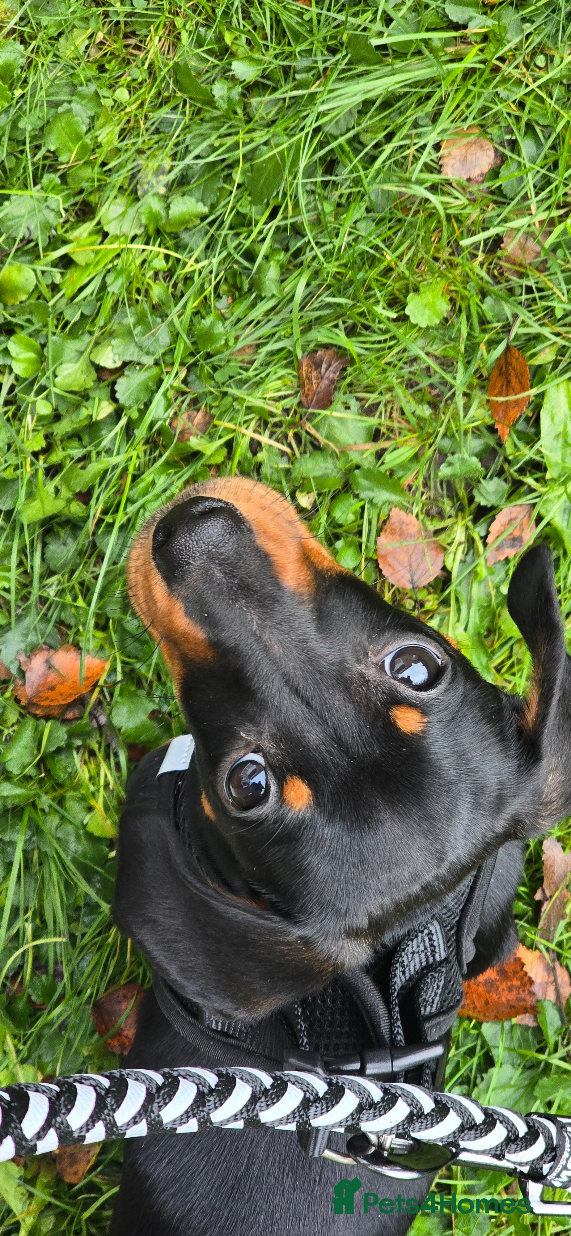 Dachshund dogs Dachsund 6month Old Puppy in Wimborne - Advert 2