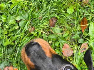Dachshund dogs Dachsund 6month Old Puppy in Wimborne - Advert 2