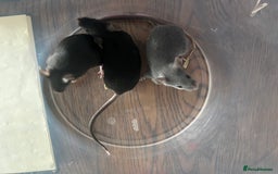 Mouse rodents for sale: Little Mices  - Image 15