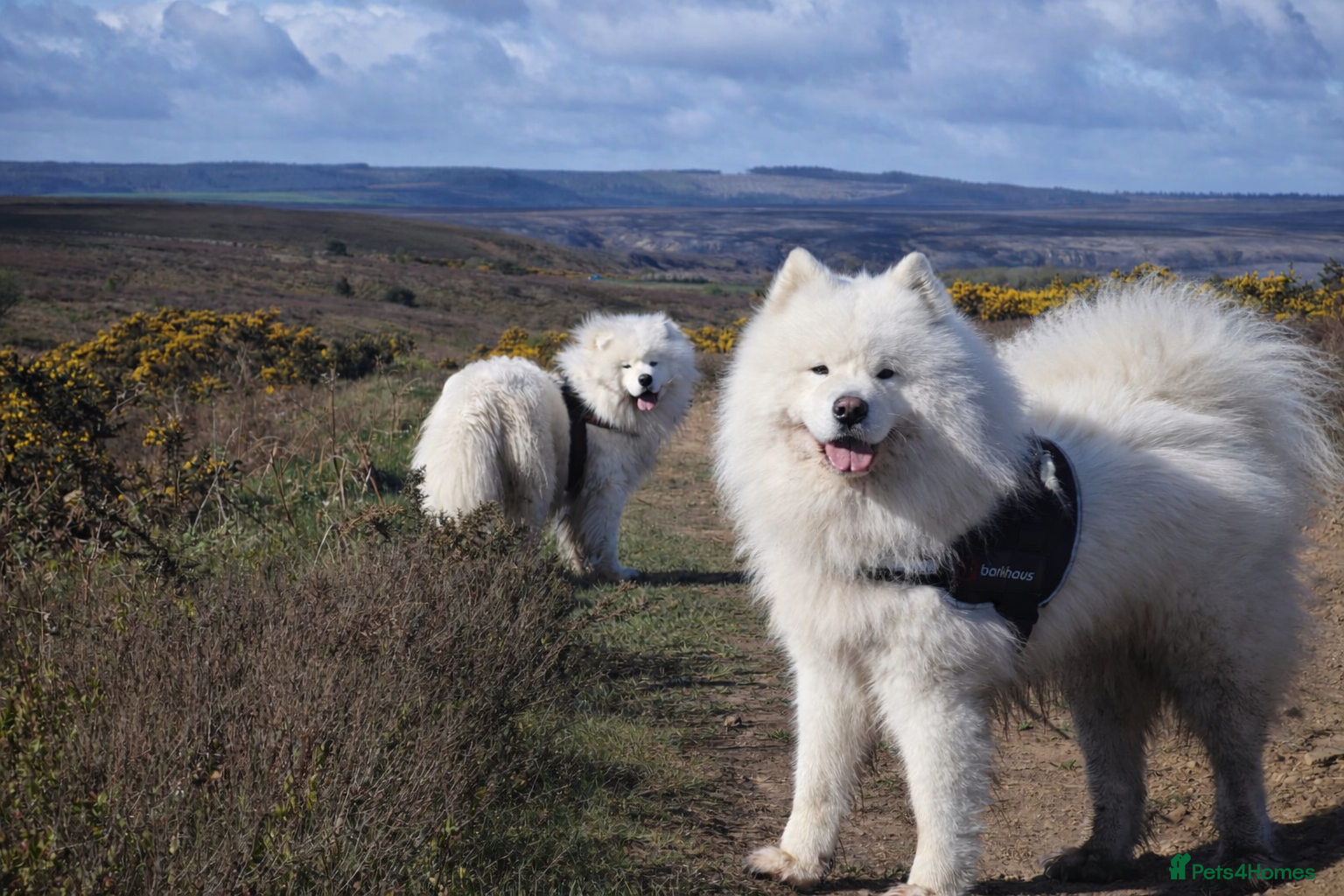 Samoyed dogs Top Quality KC Proven stud with Champion lineage  - Advert 2