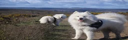 Samoyed dogs for stud: Top Quality KC Proven studs with Champion lineage  - Advert 1