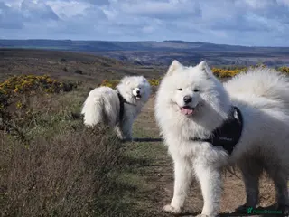 Samoyed dogs Top Quality KC Proven stud with Champion lineage - Advert 2