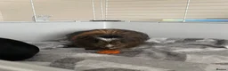 Guinea Pig rodents for sale: 2 adult guinea pigs for sale  - Advert 5