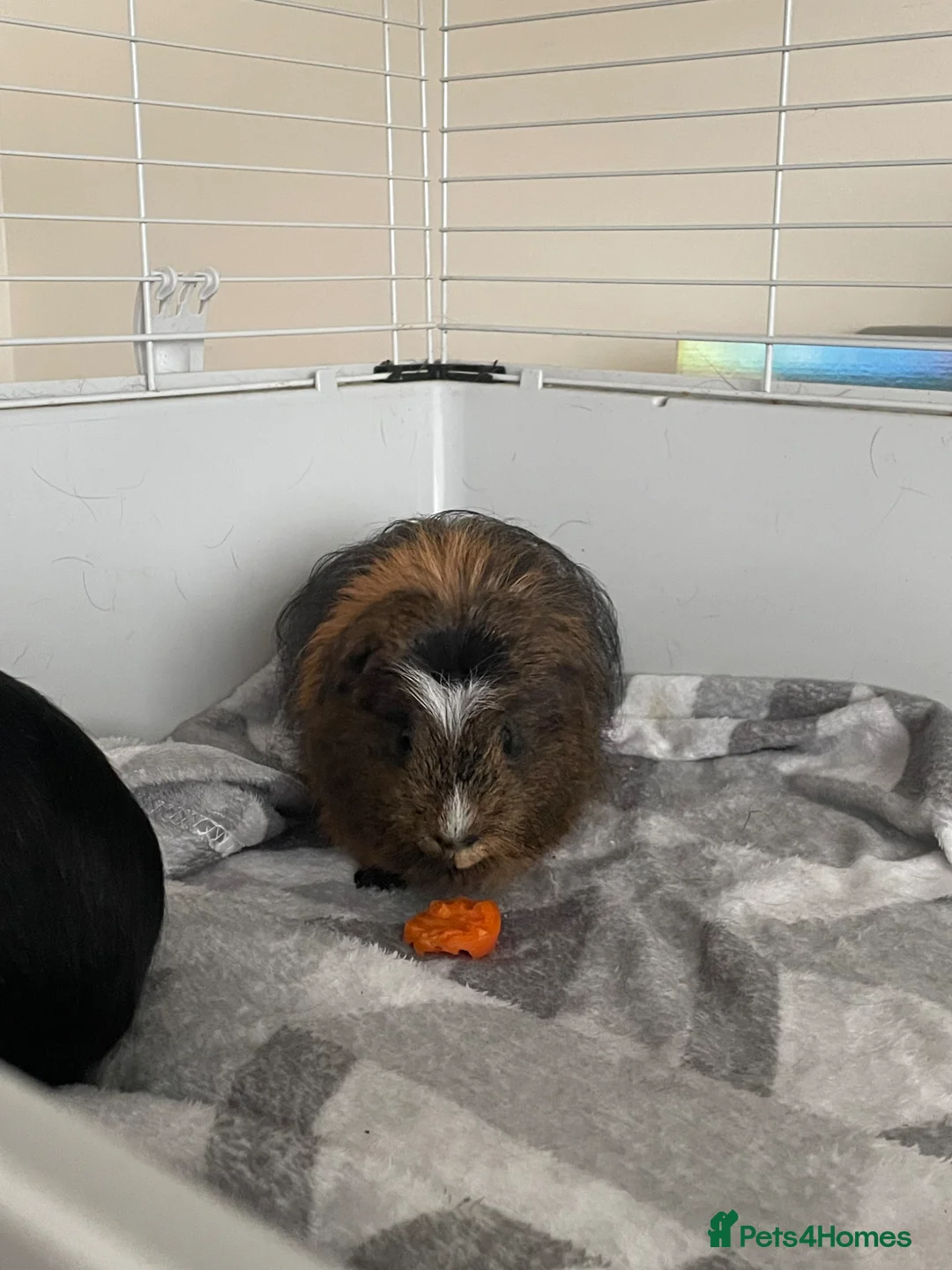 Guinea Pig rodents for sale: 2 adult guinea pigs for sale  - Advert 5