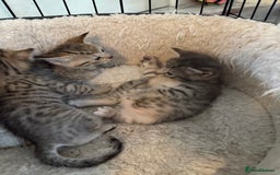 Savannah cats for sale: Beautiful little leopard Savannah  - Advert 4