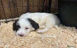 Sproodle dogs for sale: Sproodle Puppies Ready For Their Forever Homes - Image 6