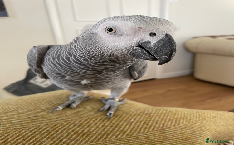 Parrots birds - Advert 3