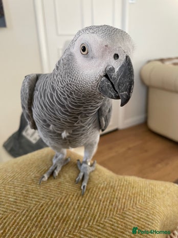 Parrots birds - Advert 3