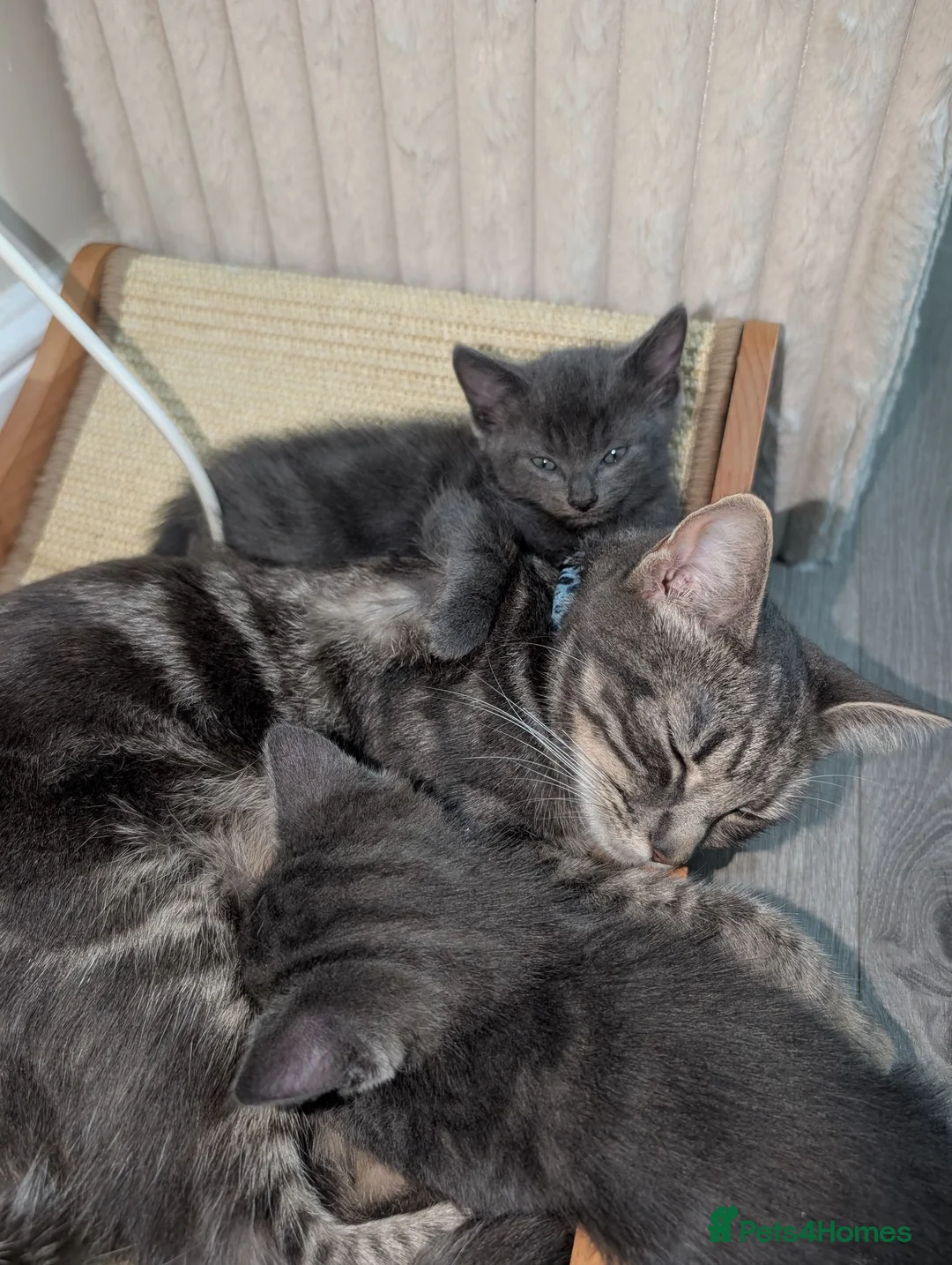 Mixed Breed cats for sale: Mixed Breed Bengal Kittens - Advert 2
