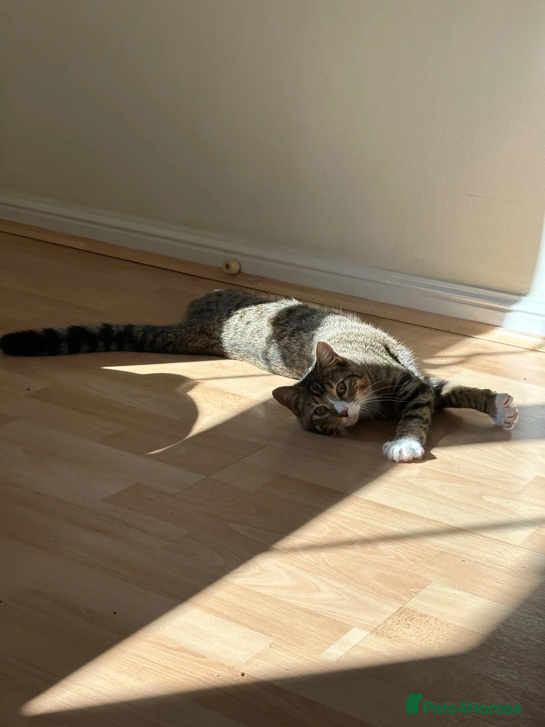Mixed Breed cats for sale: Lovely 5 month old male kitten - Advert 2