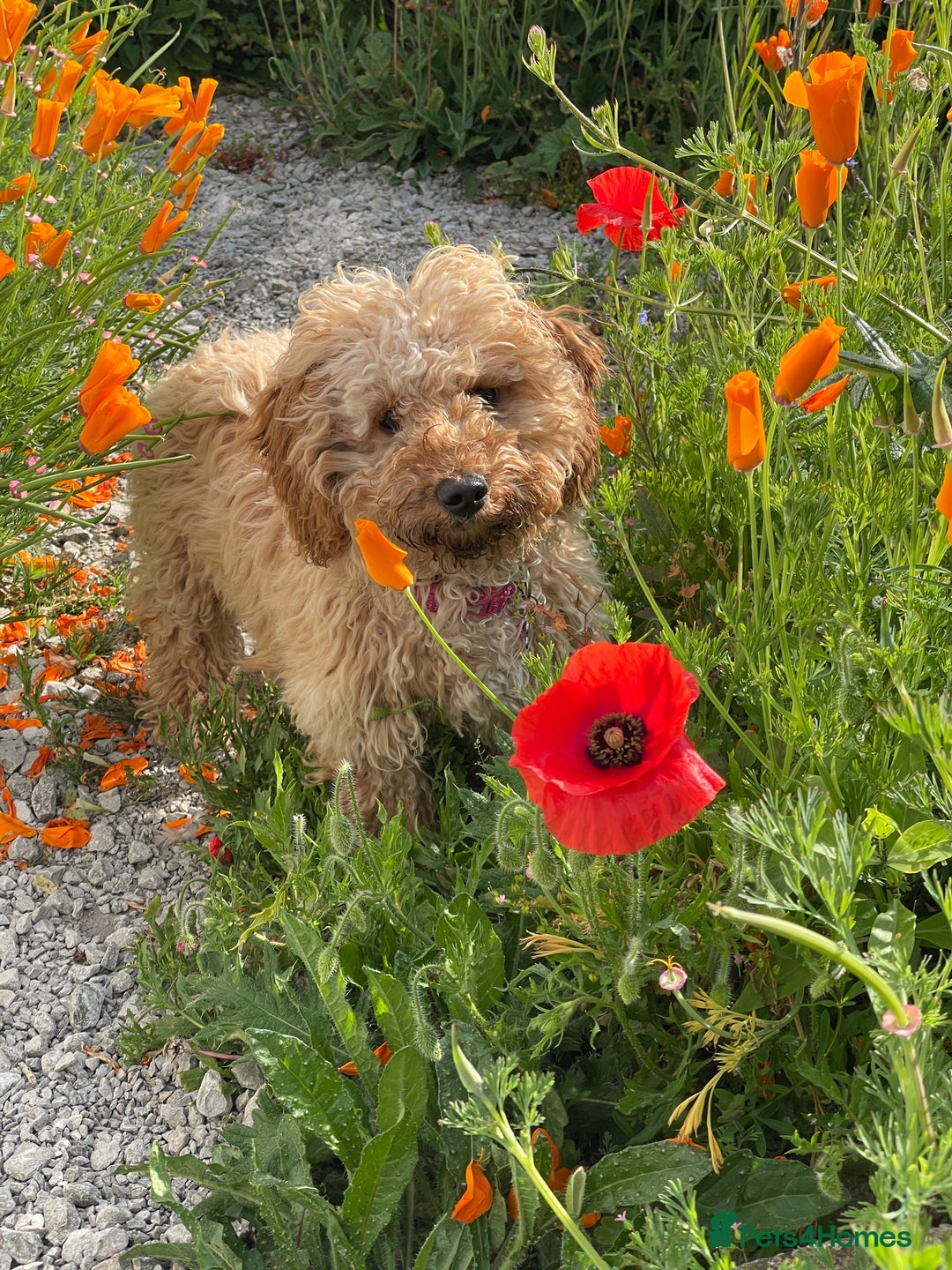 Cavachon dogs for adoption: Cavapoochon - Advert 10