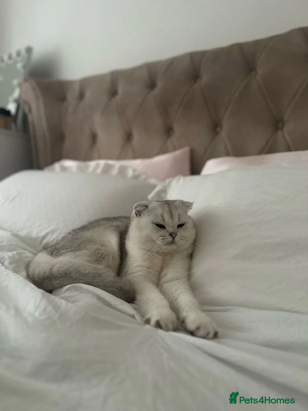 Scottish Fold cats for stud: Bruno for Stud  - Advert 5