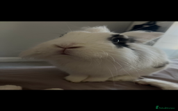 Lionhead rabbits for sale: Lovely rabbit- possibly looking for new home - Image 1