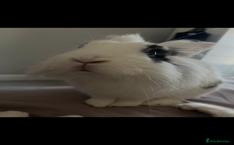 Lionhead rabbits - Advert 4