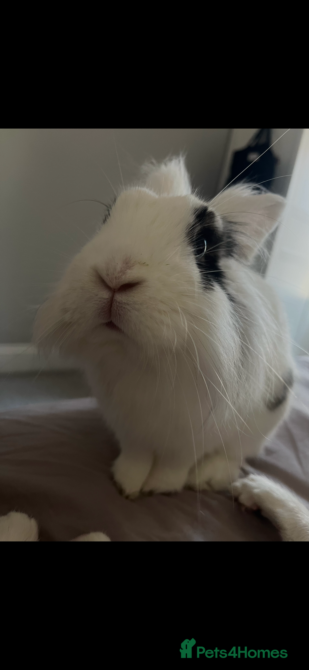Lionhead rabbits for sale: Lovely rabbit- possibly looking for new home - Image 1