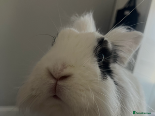 Lionhead rabbits - Advert 11