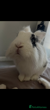Lionhead rabbits - Advert 3