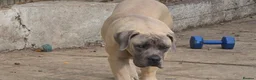 Boerboel dogs for sale: SABBS REGISTERED KENNEL - Advert 3