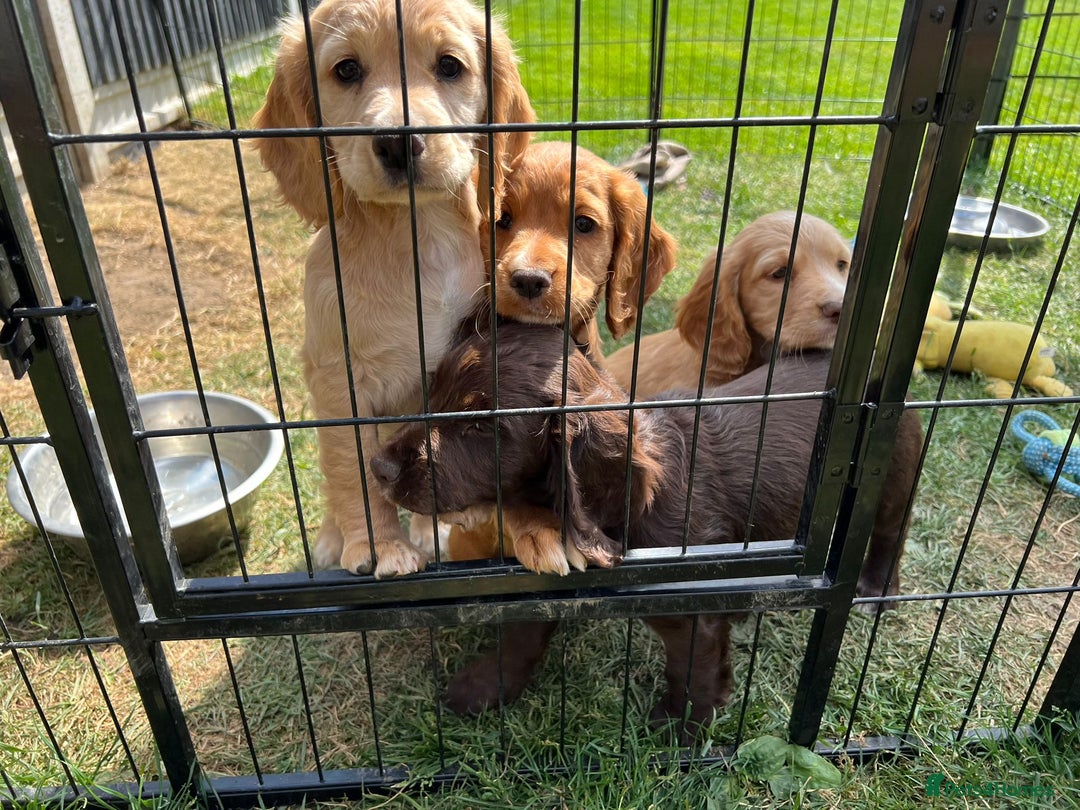Cocker Spaniel dogs for stud: FTAW fully health tested working cocker stud in Leven - Image 20