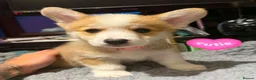 Welsh Corgi Pembroke dogs for sale: Pembrokeshire welsh corgi puppues in Lisburn - Advert 7