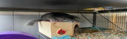 Chinchilla rodents for sale: Bonded male chinchillas looking for new home  - Advert 2
