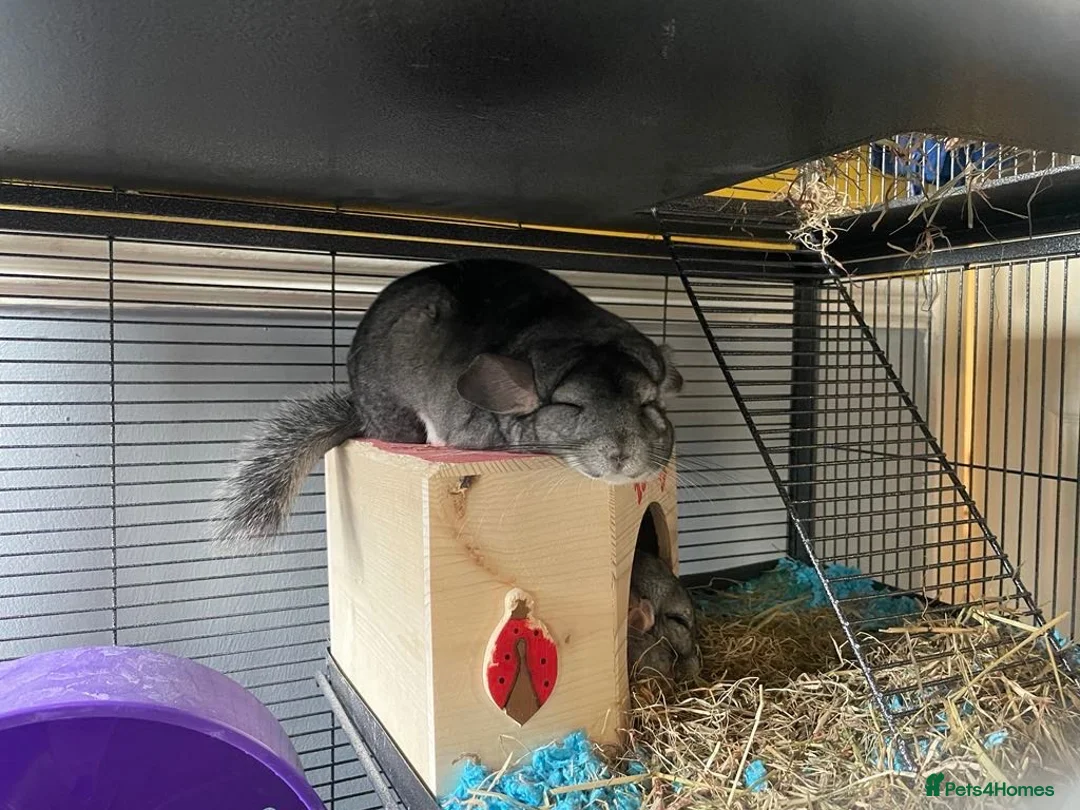 Chinchilla rodents for sale: Bonded male chinchillas looking for new home  - Advert 2