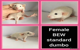 Rat rodents for sale: Adorable Dumbo Baby Rats ❤️ - Image 34