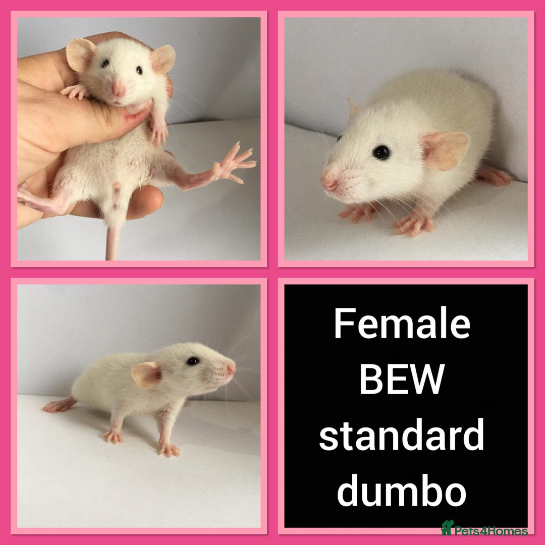 Rat rodents for sale: Adorable Dumbo Baby Rats ❤️ - Image 34