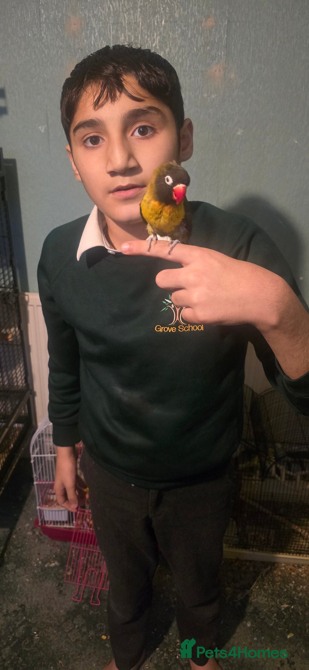 Budgerigars birds for sale: Mixed birds - Advert 5