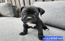 Cane Corso dogs for sale: 💜 gorgeous cane corsos puppies 💜ready in 3 weeks - Image 27