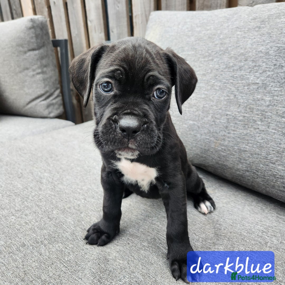 Cane Corso dogs for sale: 💜 gorgeous cane corsos puppies 💜ready in 3 weeks - Image 27