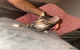 Mixed Breed cats for sale: Stunning mixed breed kittens  - Image 3