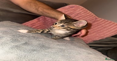 Mixed Breed cats - Advert 11