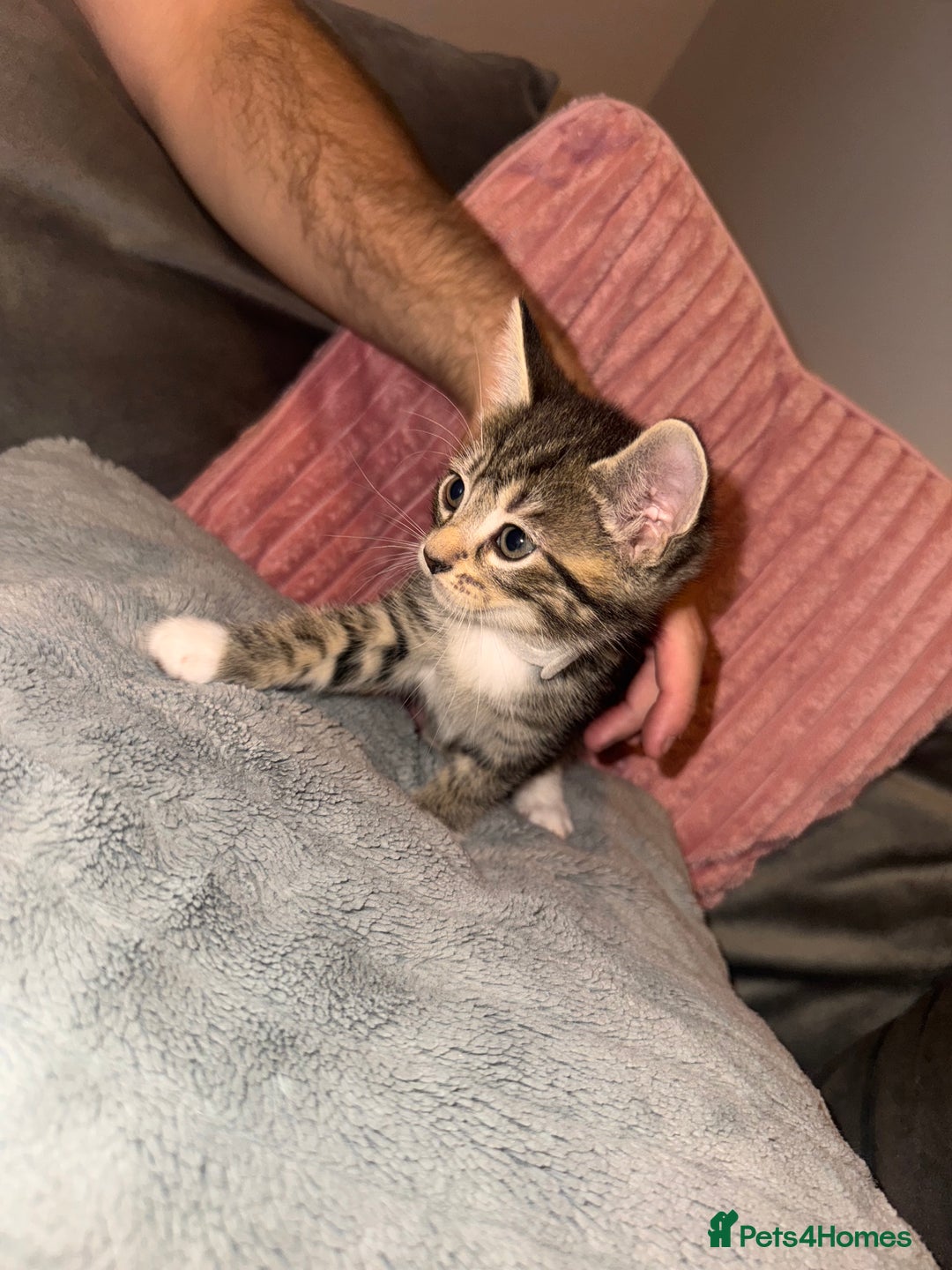 Mixed Breed cats for sale: Stunning mixed breed kittens  - Image 3