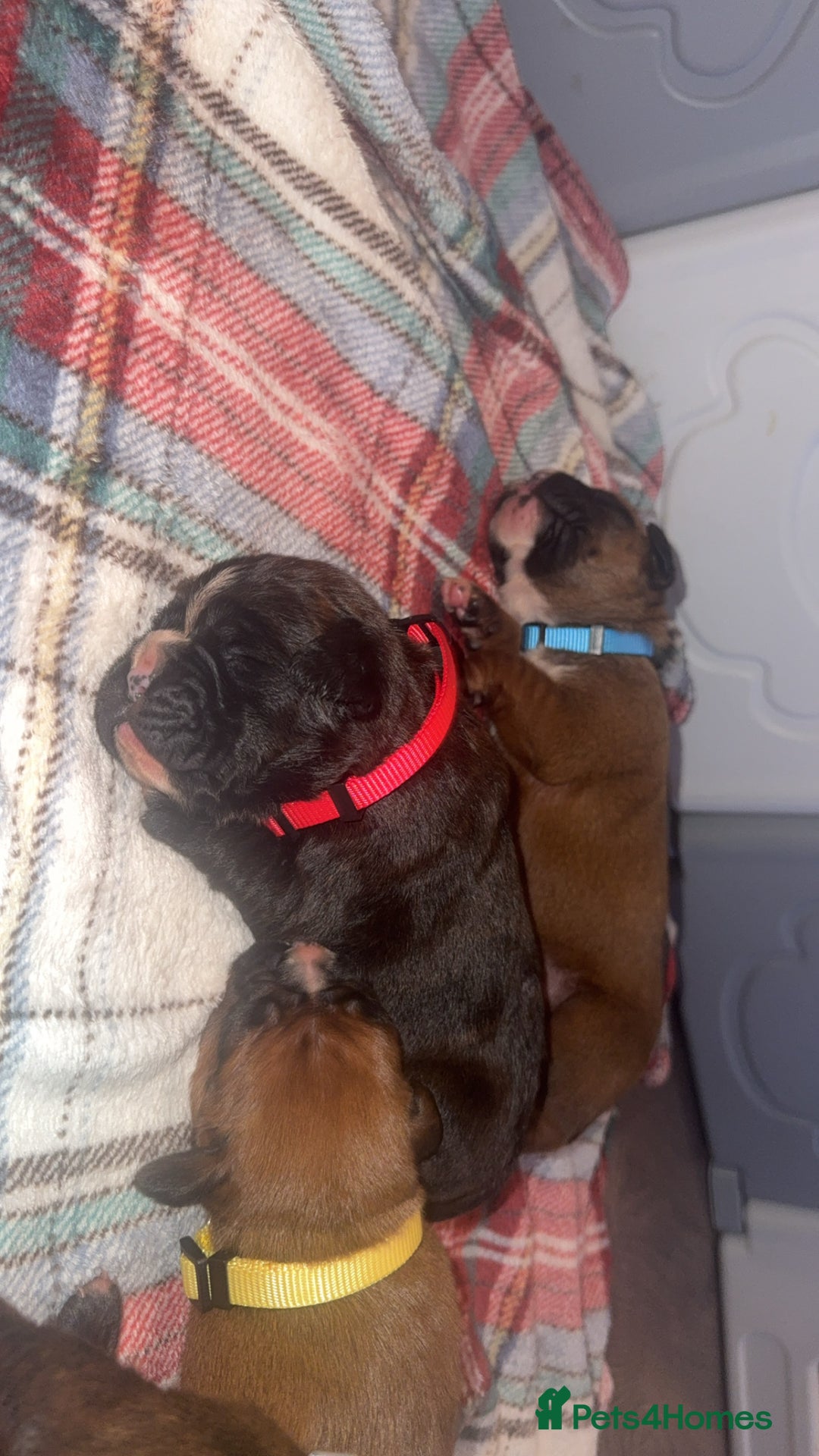 Boxer dogs for sale: Beautiful litter of 6 Pedigree Boxer Puppies  - Advert 7
