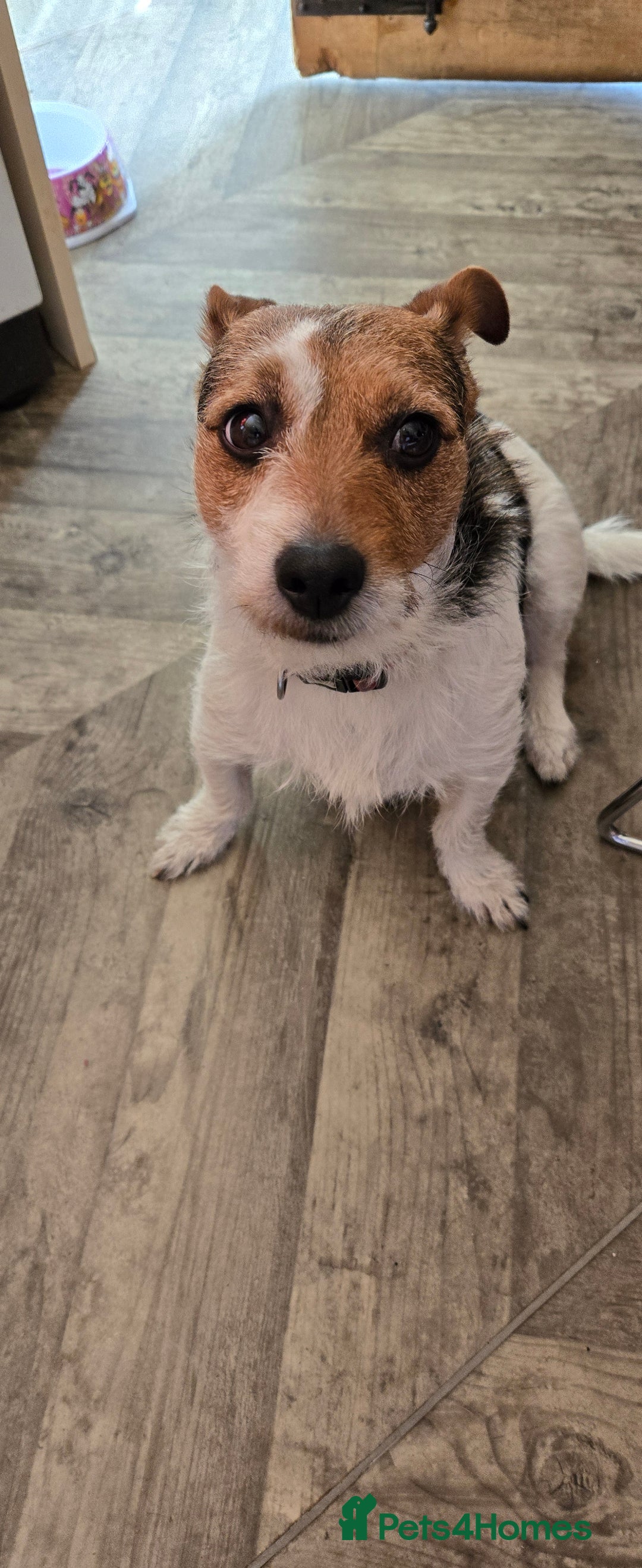 Jack Russell dogs for sale: Jack Russell puppies tri colour  - Advert 1