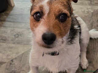 Jack Russell dogs Jack Russell puppies tri colour - Advert 5