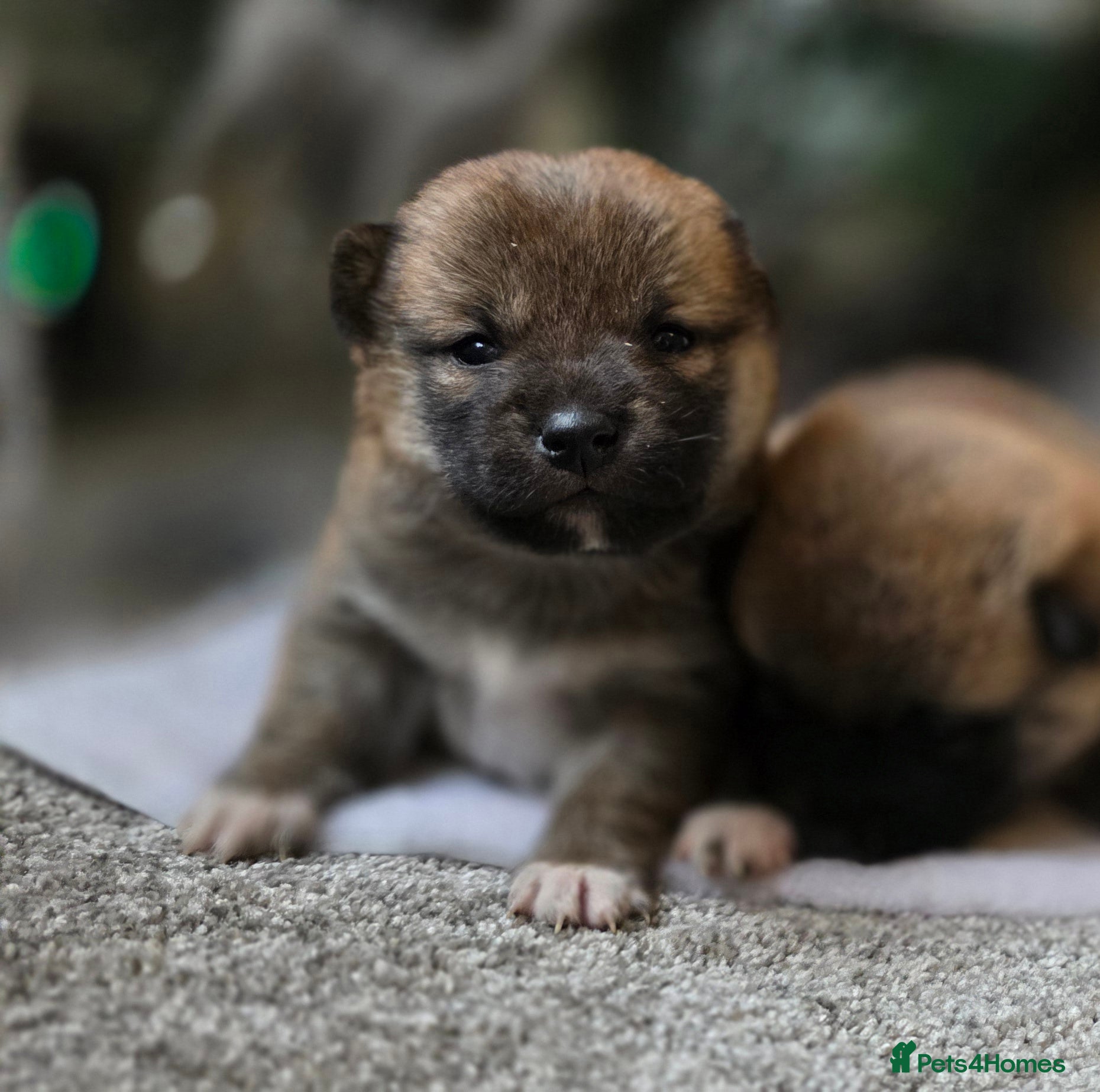 Japanese Shiba Inu dogs KC Reg Japanese Shiba inu Puppies - Advert 10