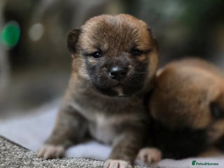 Japanese Shiba Inu dogs KC Reg Japanese Shiba inu Puppies - Advert 10