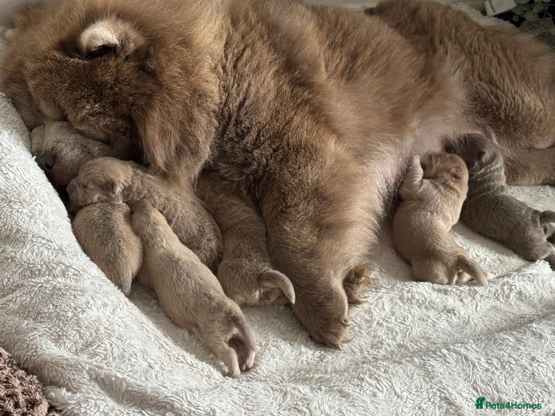 Chow Chow dogs for sale: REDUCED REAL TEDDY BEAR CHOW - Advert 14